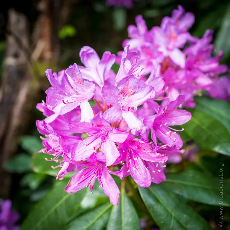 Rhododendron flower