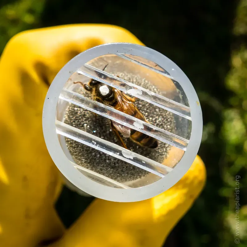 White marked queen bee in a handheld plastic marking cage