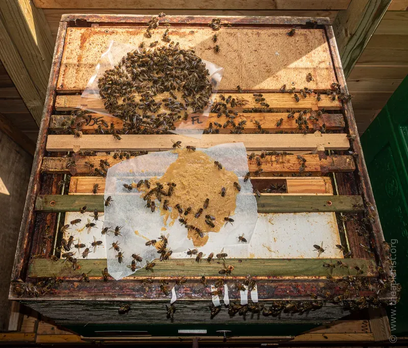 Hive set up for queen rearing