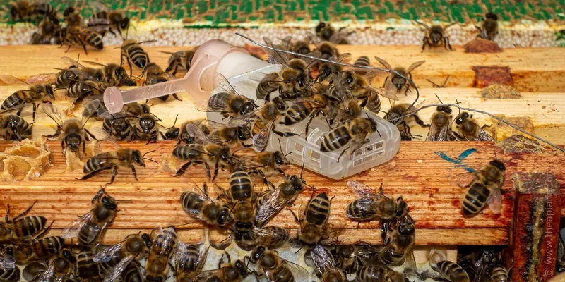 Plastic cage containing a queen with worker bees investigating it