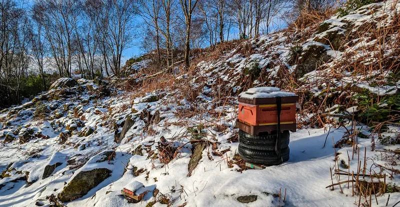 Beehive on a stack of old tyres