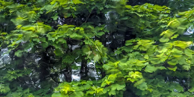 Out of focus trees through a car window in the rain