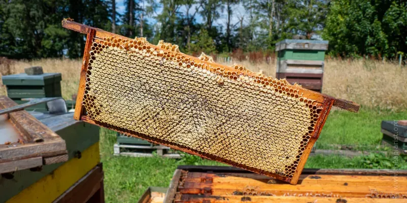 Super frame filled with capped honey