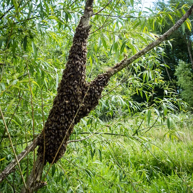 A small swarm of honey bees in a Y-shaped tree