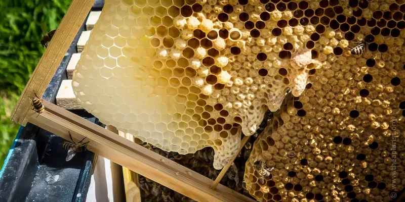 Sealed peanut-shaped queen cells on a frame from a beehive