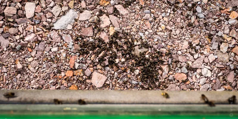 Honey bee corpses in front of a hive entrance