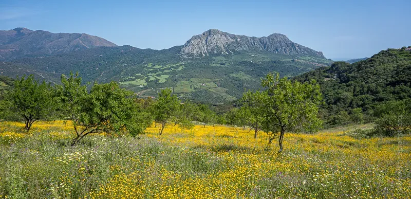 Wildflower meadow, Andalusia, Spain