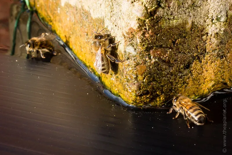 Bees collecting water