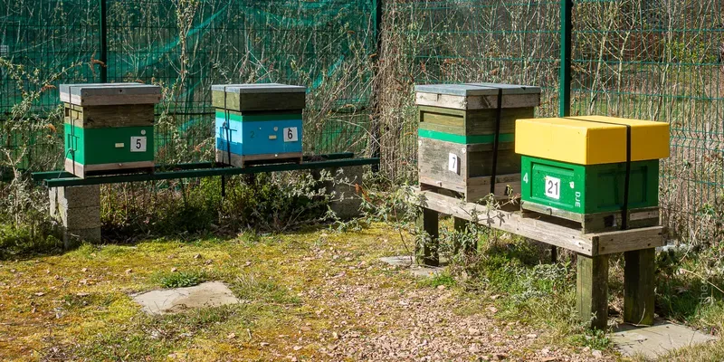 Four beehives on two stands in front of a fence