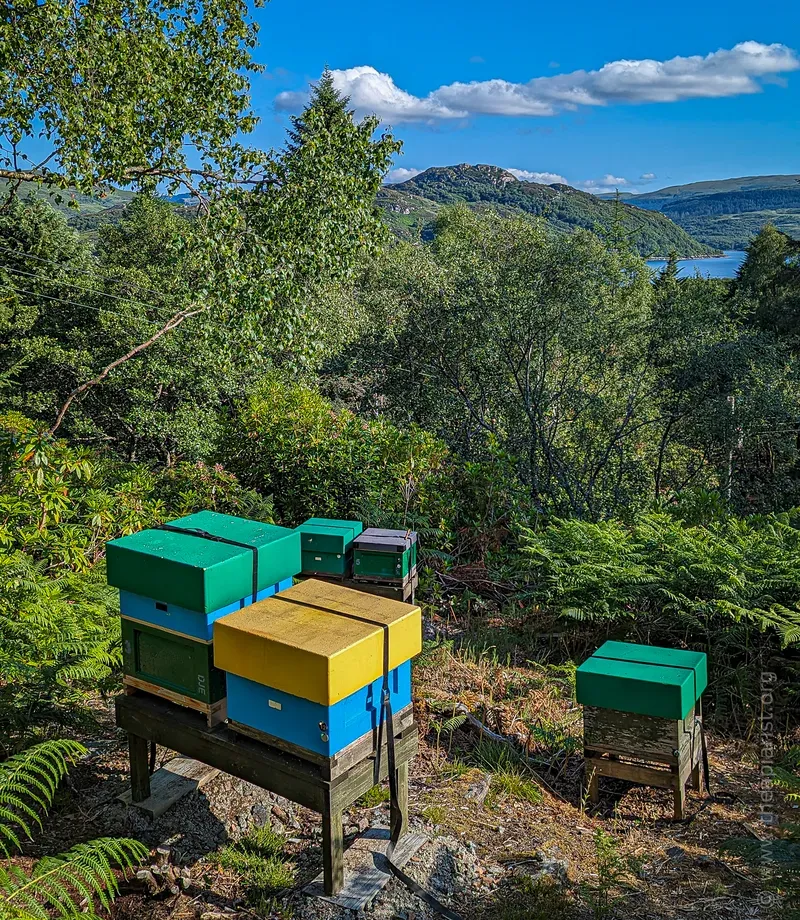 Beehives on a wooded hillside overlooking a loch