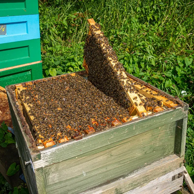 Open colony of honey bees with one frame propped up at an angle