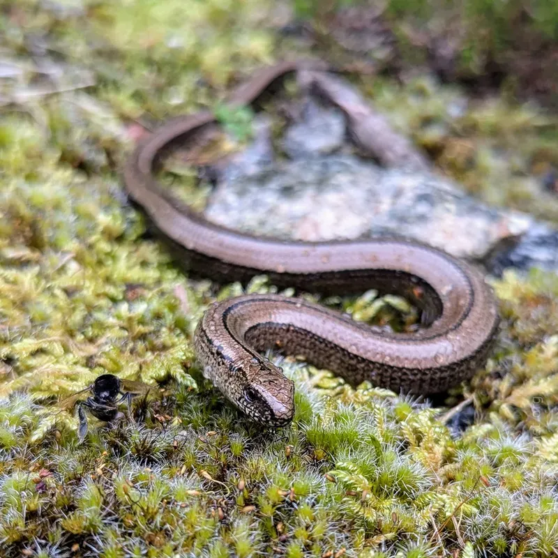 Slow worm on moss