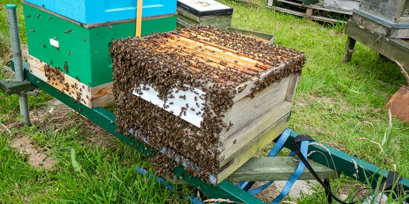 Open bee hive on a stand with lots of bees clinging to the sides of the hive