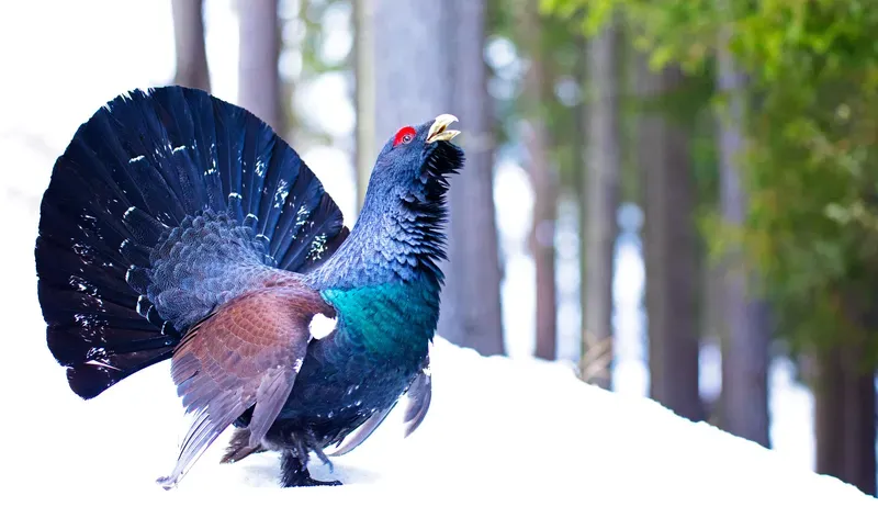 Male capercailie calling in a forest clearing standing in snow