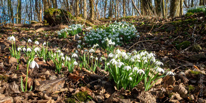 Snowdrops in dappled woodland