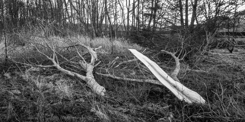 Wind snapped poplar tree after a storm