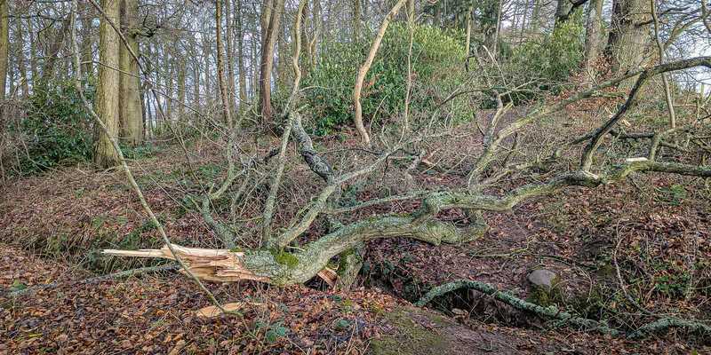 Wind snapped tree