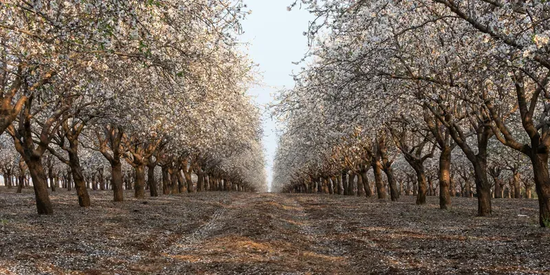 Almond trees in bloom