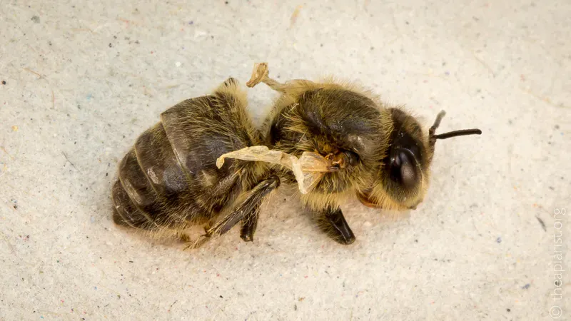 A worker bee with deformed wing virus symptoms