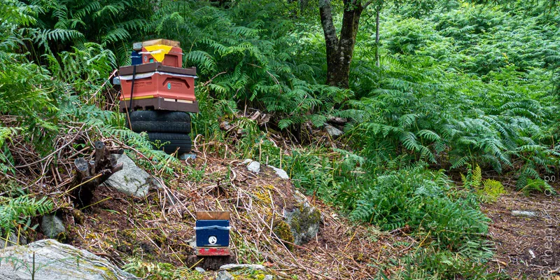 Small bee hives used for queen mating in a woodland setting in Scotland