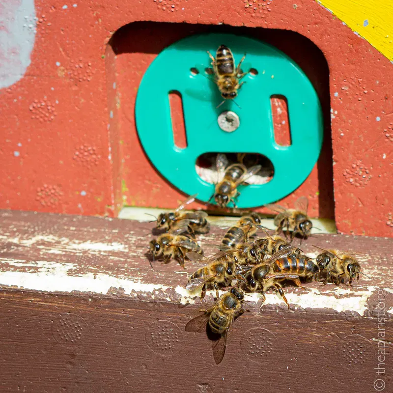 Queen bee and attendant workers at the hive entrance