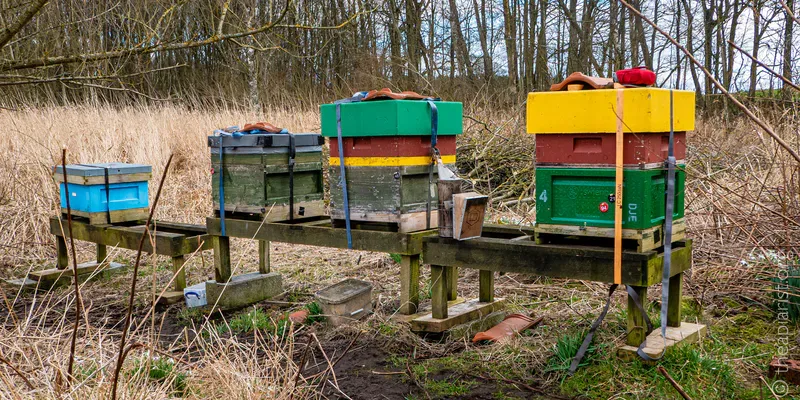 Bee hives on a stand