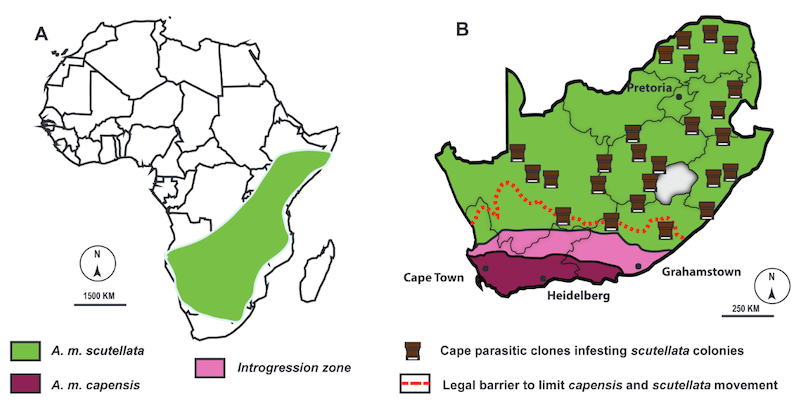 Maps showing the distribution of different strains of honey bee in Africa