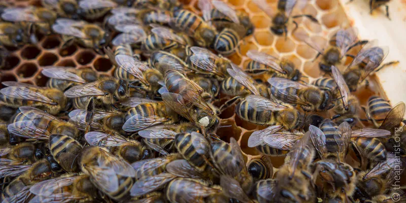 Honey bee corpses on a frame of comb that have died of starvation