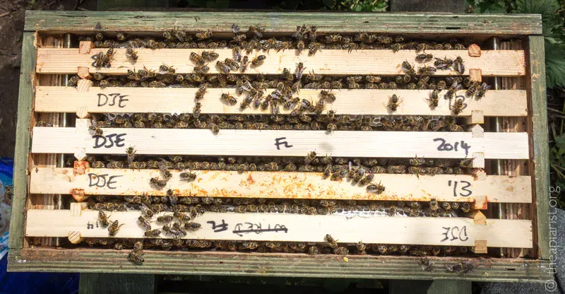 A small hive of bees with 5 frames in a wooden box