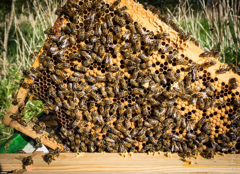 Queen cell on a brood frame from a beehive