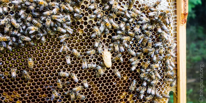 A wooden frame from a bee hive containing bees, nectar and a large cell with a developing queen