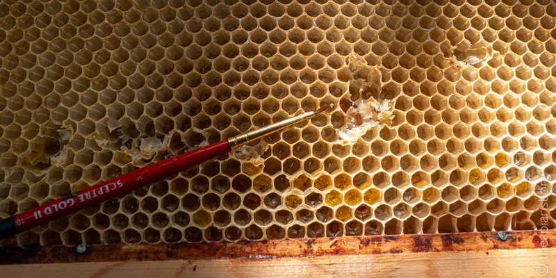 A fine paintbrush lying on top of a honey comb being used to move developing larvae when queen rearing
