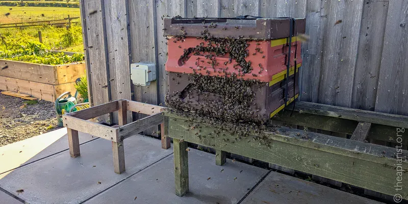 A bee hive on a wooden stand with a swarm of bees entering it