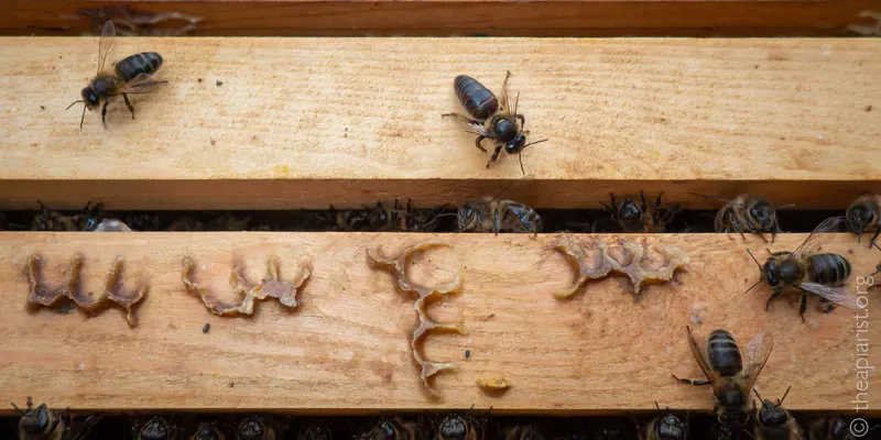 A picture of an old queen with nibbled wings