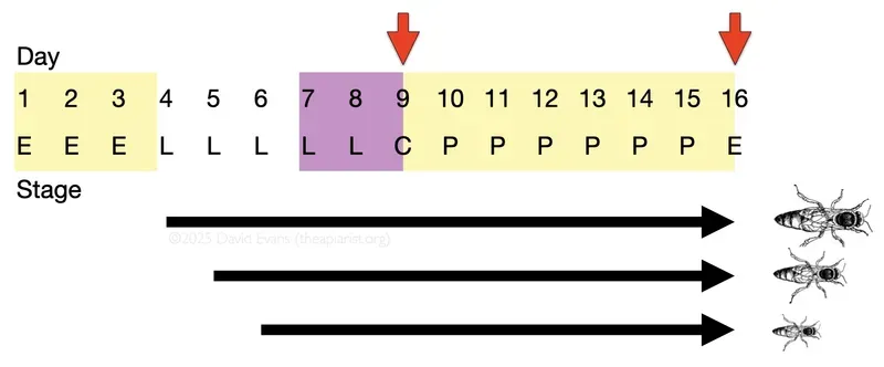 A diagram showing the development cycle of honey bee queens