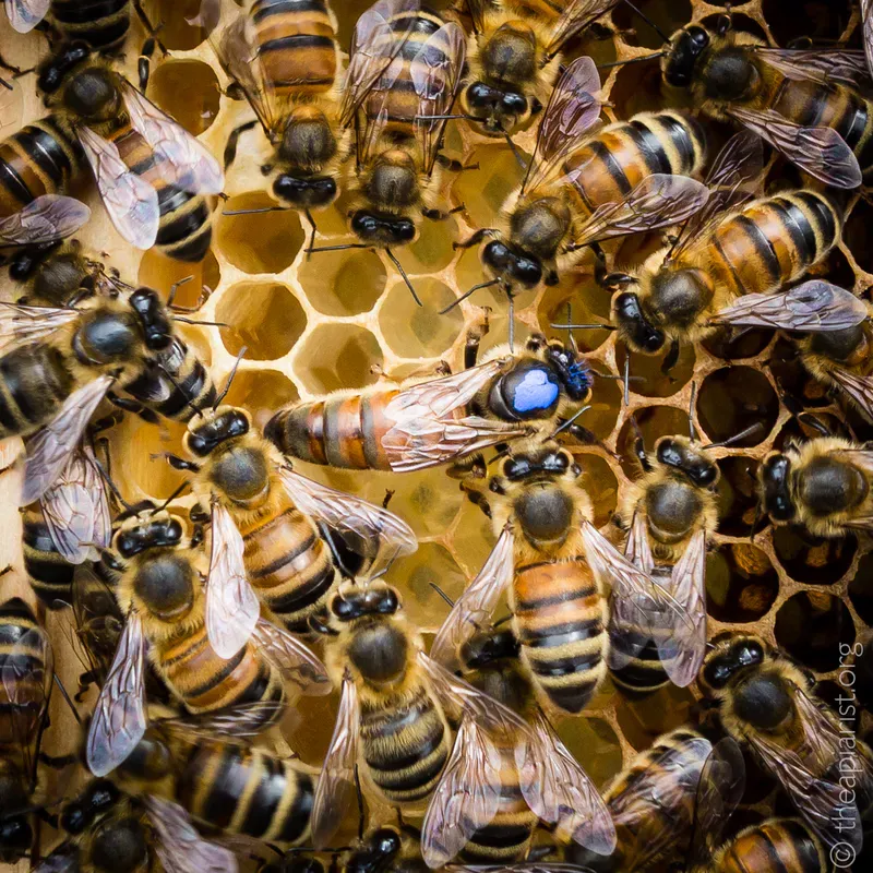 A blue marked queen surrounded by other bees on honey comb
