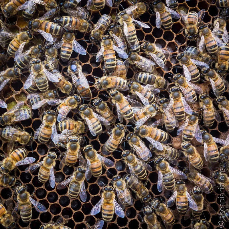 A marked queen surrounded by worker bees
