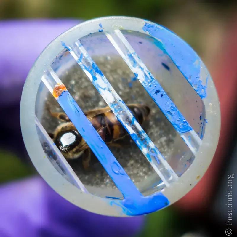 A marked queen bee in a plastic cage daubed with blue paint