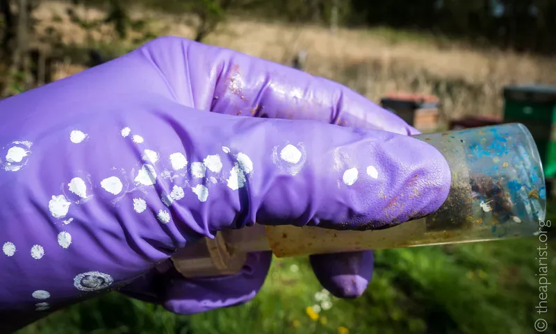 A gloved thumb covered with spots of white paint