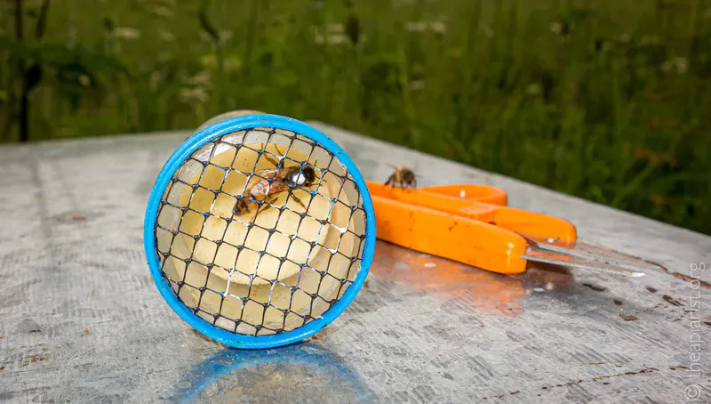 A mesh covered plunger-type queen marking cage