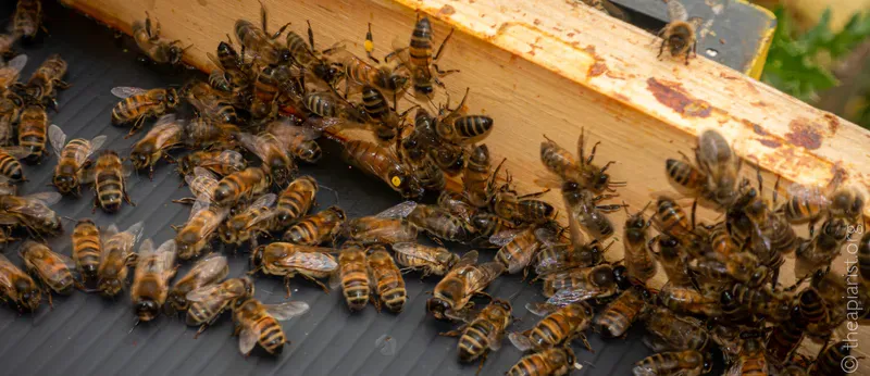 A yellow marked queen bee aganst a piece of wood, sorrounded by worker bees