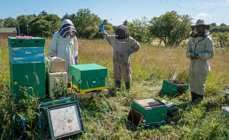 Three beekeepers standing behind some hives with piles of equipment around them