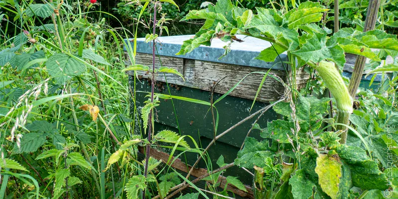 An abandoned bee hive overgrown with dense foliage, with bees entering under the roof