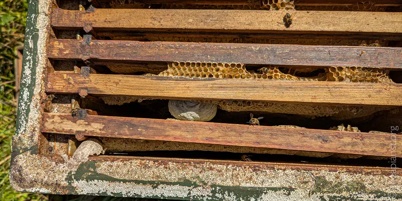 View into an abandoned bee hive showing old, tatty comb and a wasp's nest