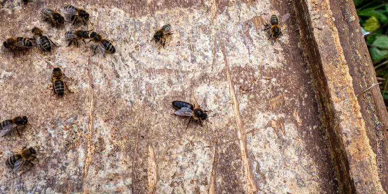 A wooden board with a queen bee and a few worker bees on it