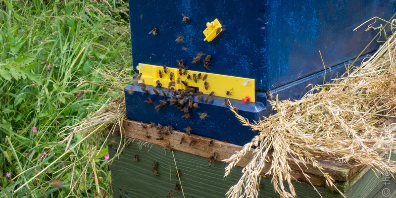 A yellow entrance on a blue bee hive, standing on a wooden box