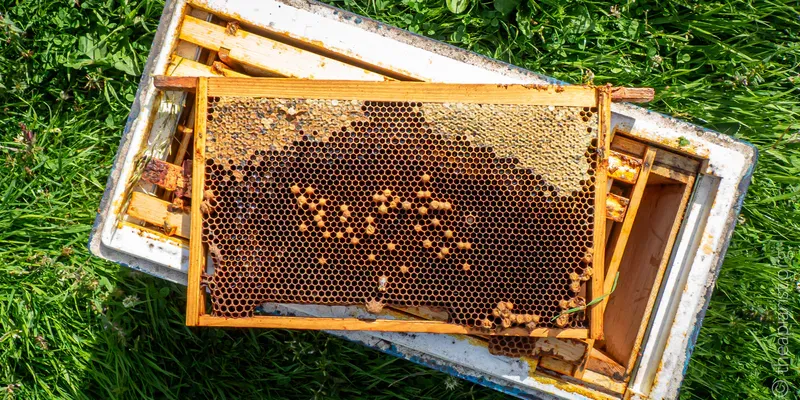 A frame from a beehive with a few sealed drone-containing cell protruding from the comb