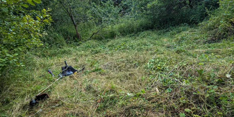 A clearing in heavy undergrowth, with a brush cutter lying on the ground nearby