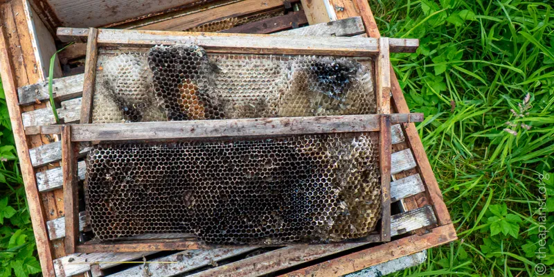 Two very dark and damaged frames from an abandoned bee hive