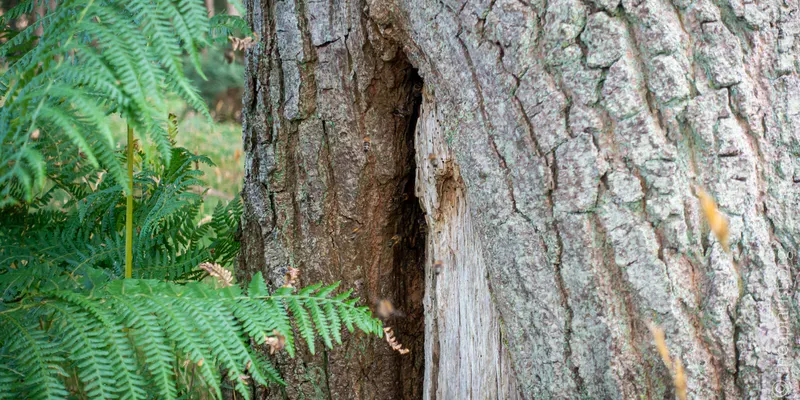 A cleft in the base of an oak tree, 50 cm above the ground, through which bees enter their nest site
